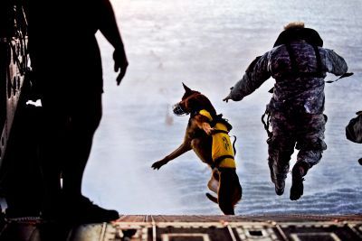 What can you do with dogs? How about Waterborne Op