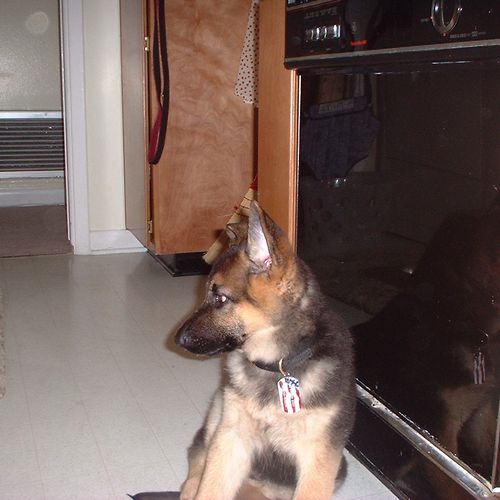 Young German Shepherd pup learning to sit and wait