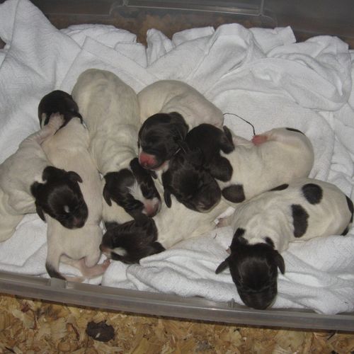 puppies at 1 day