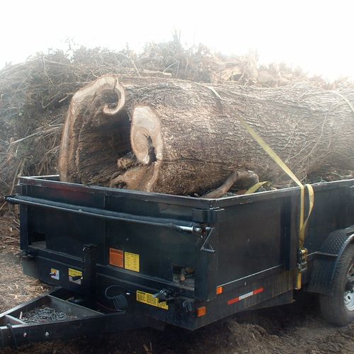 Huge hollow oak hauled off in our dump trailer