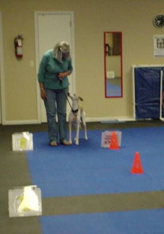 Rally Obedience