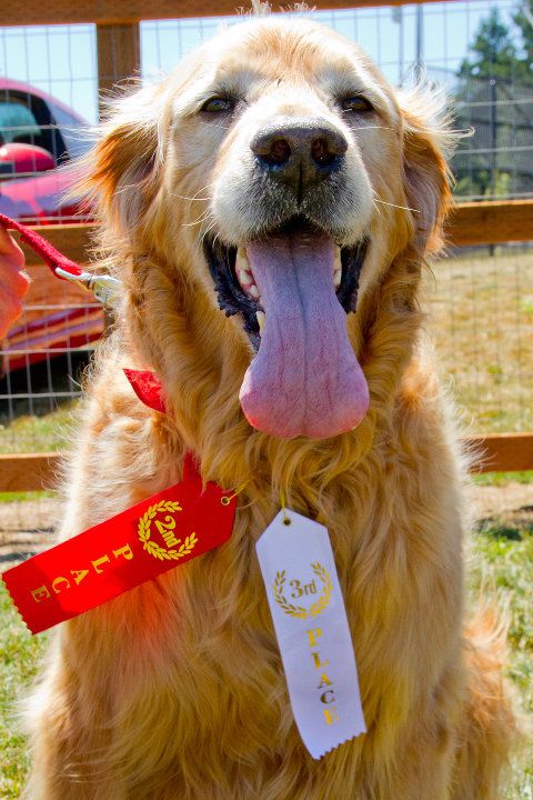Cody with his ribbons for the kissing contest and 