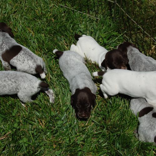 This is the puppies at 3 weeks,their first trip ou