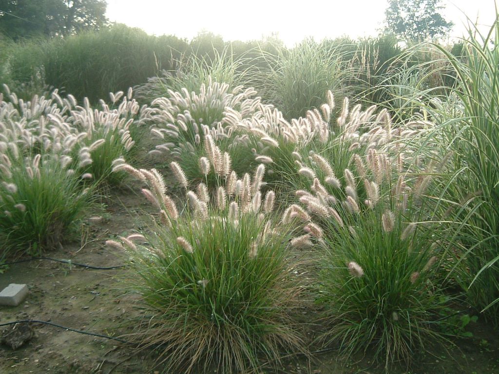 Wide variety of unique and unusual plant choices f