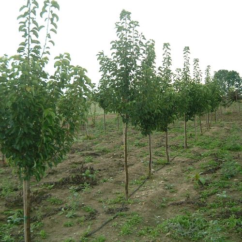 Our trees are grown to ANSI A300 Standards