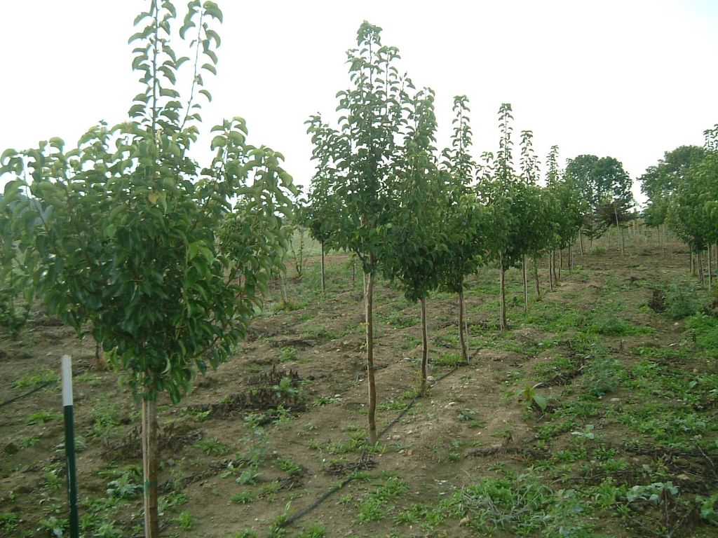 Our trees are grown to ANSI A300 Standards