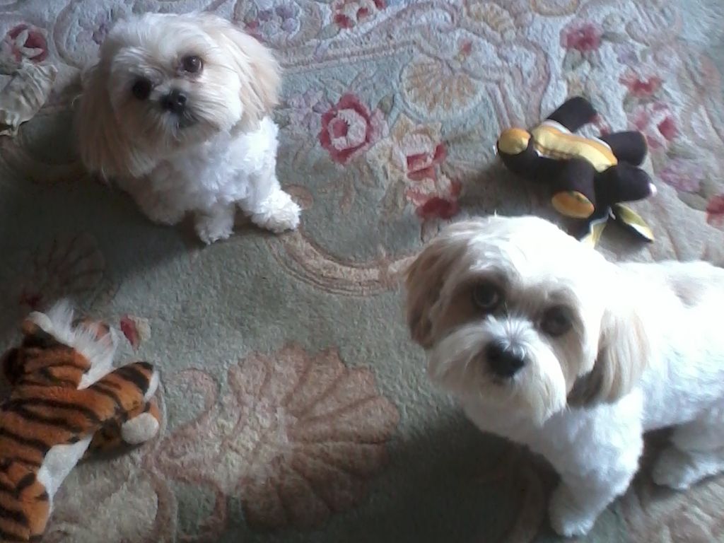 a couple of dogs i groomed