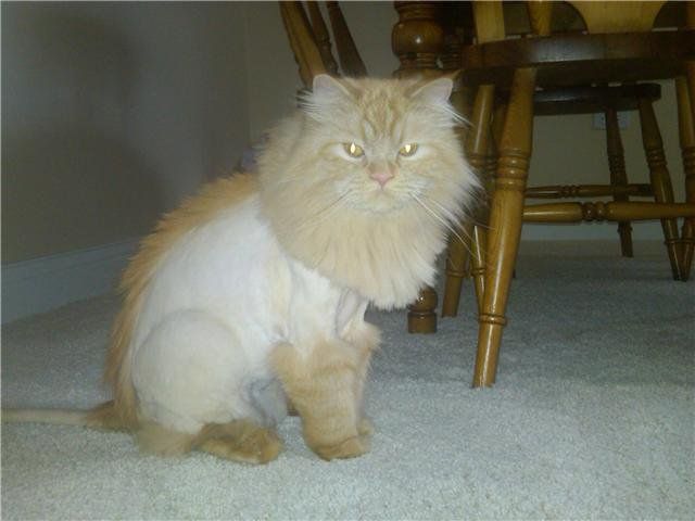 a cat I groomed