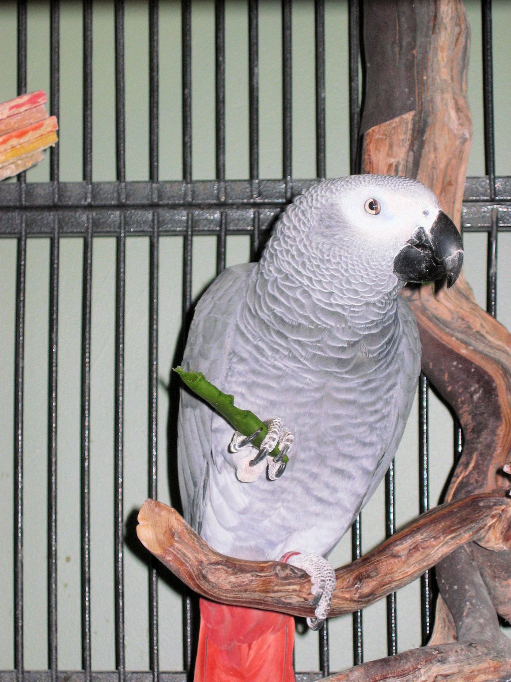Shades, Congo African Grey
