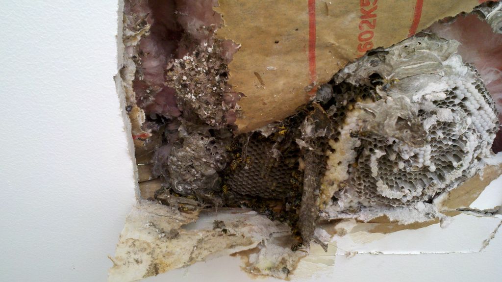 Bee hive in a bathroom ceiling