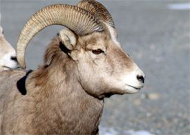 A bighorn sheep in Montana.