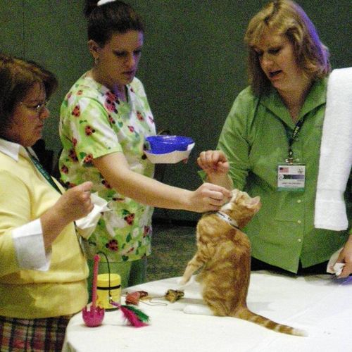 Janet coaches students learning to train cats. Yes