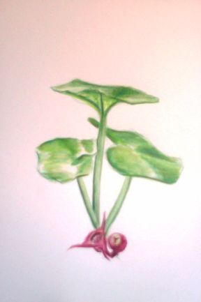 Wild ginger drawing in watercolor pencil