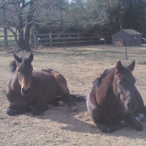 My mare's favorite thing to do:  sleep in the sun!