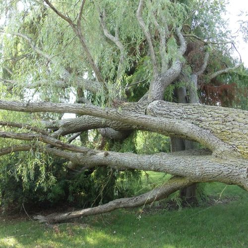 Large Willow