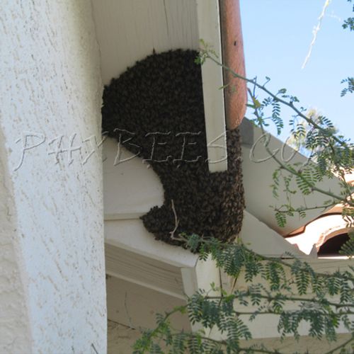 New Bee Swarm On The Eave Of A Home removed alive 