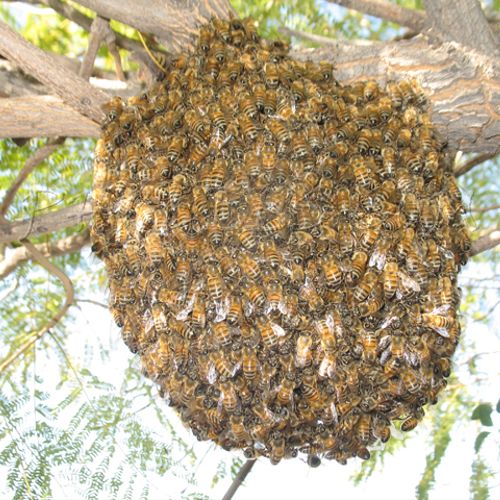Honey Bee Swarm Hanging out in a tree left alone t
