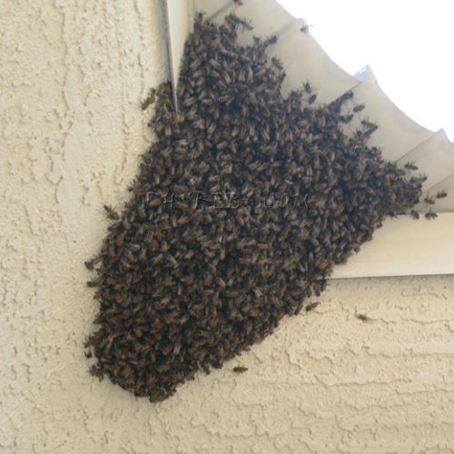 Swarm making their way into the roof of a house