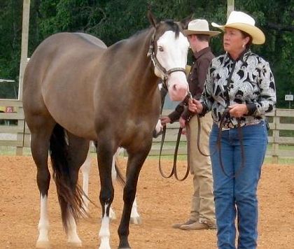 Showing top Halter Horses at a Open Horse Show pla