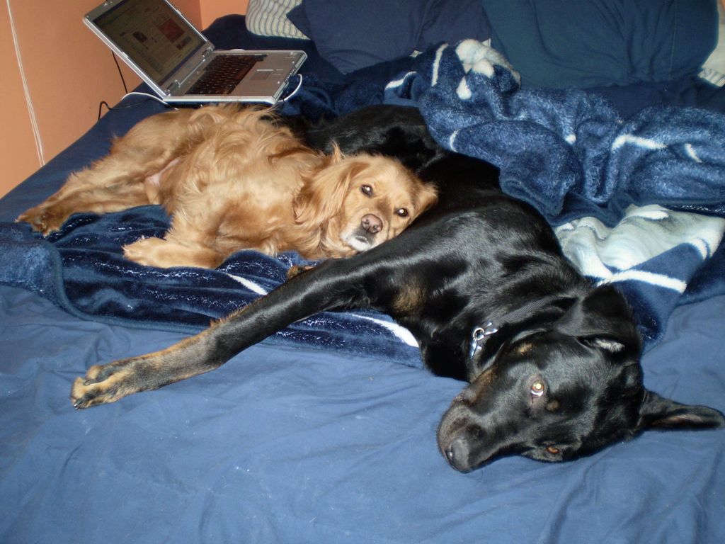 Oakley and Caden Our dogs