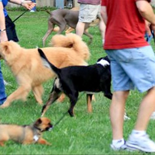 Socializing Groups, part of our Dog Training for L