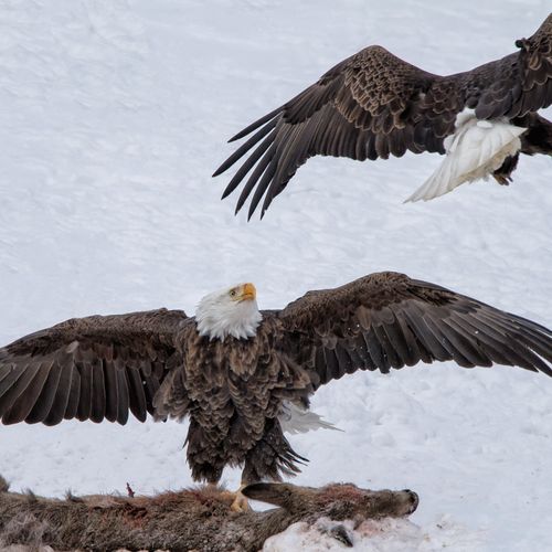 If you dare! Eagles fighting over a deer carcass.