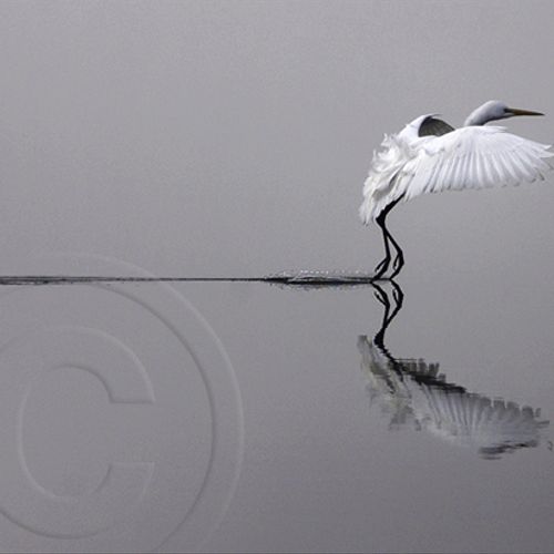 Editorial Photography - Great Egret