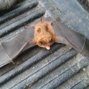 Michigan Brown Bat Removal