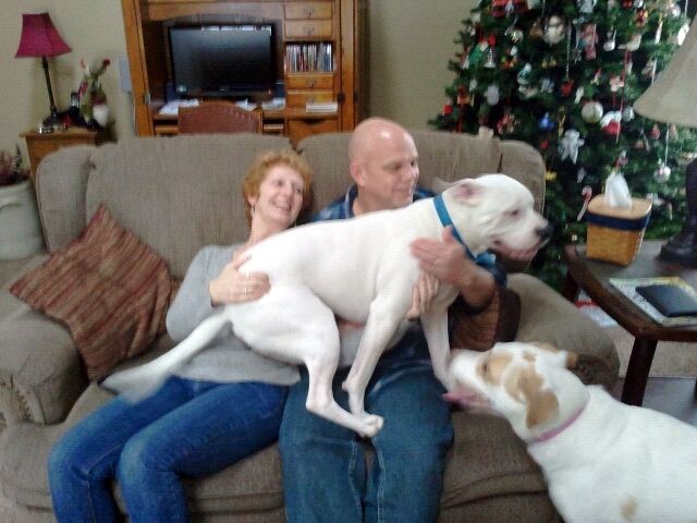 Angus giving Daisy Lu's parents the bulldog treatm