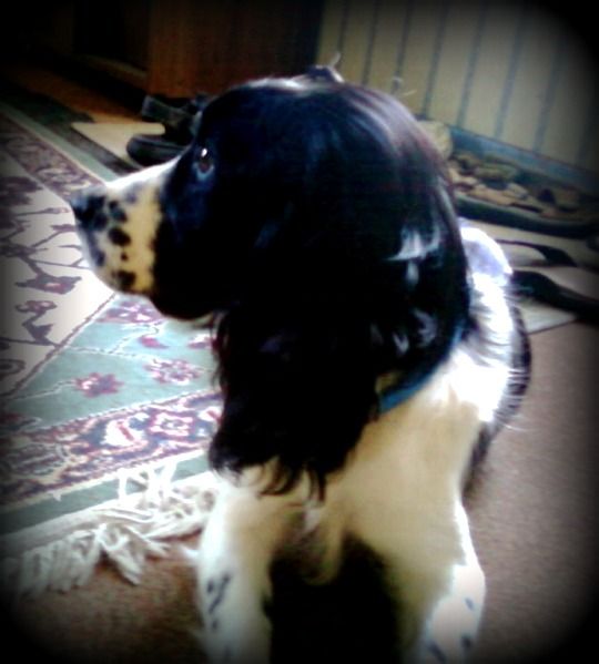 Baby, an English Springer Spaniel, was placed thro