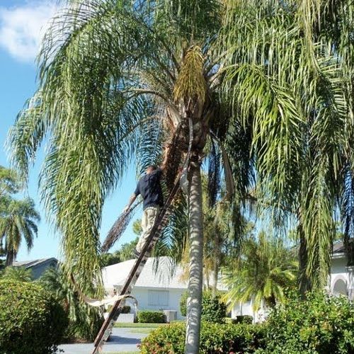 Pruning Queen Palms - Naples, FL