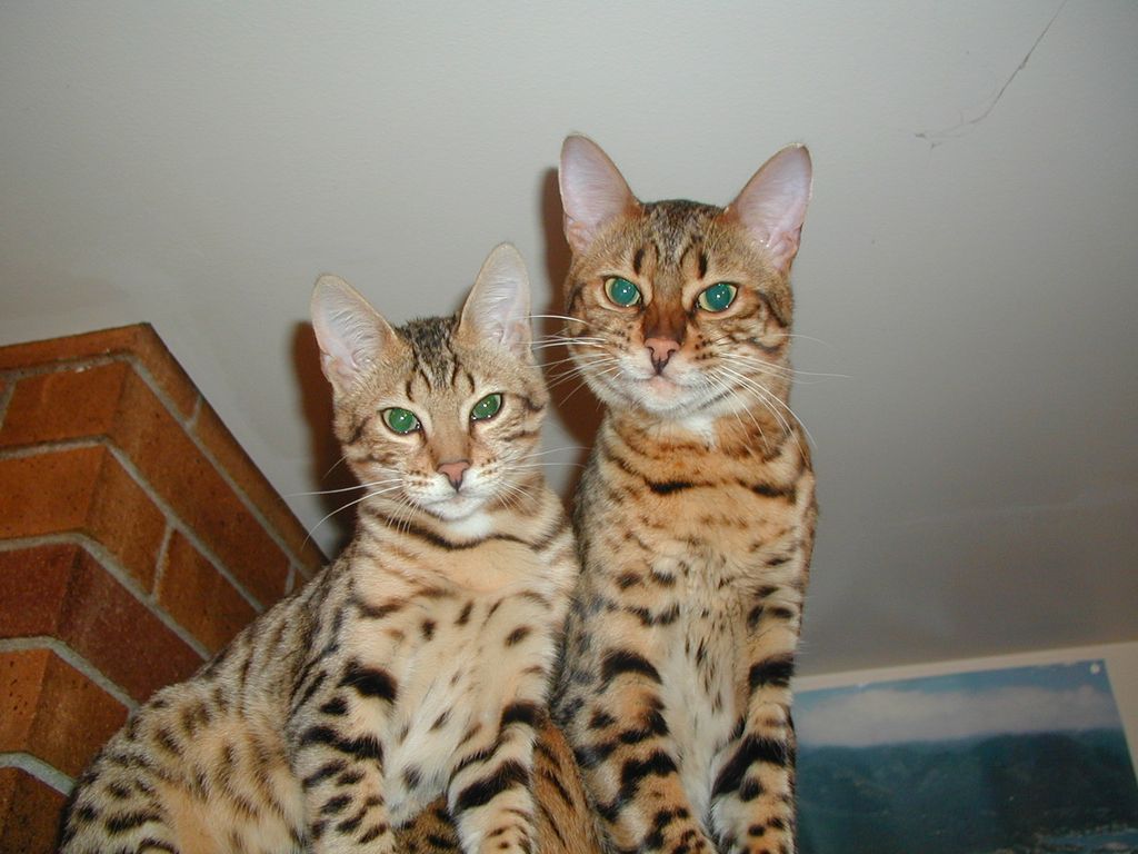 Surry and Griz are always so curious and playful w