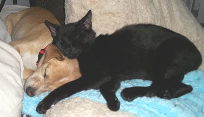 Jack sleeping with, well on Chico the chihuahua :)