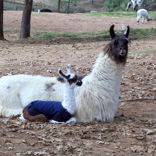 Mama & baby llama's at the Wild Oak Llama Ranch in