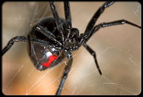 Black widow spider