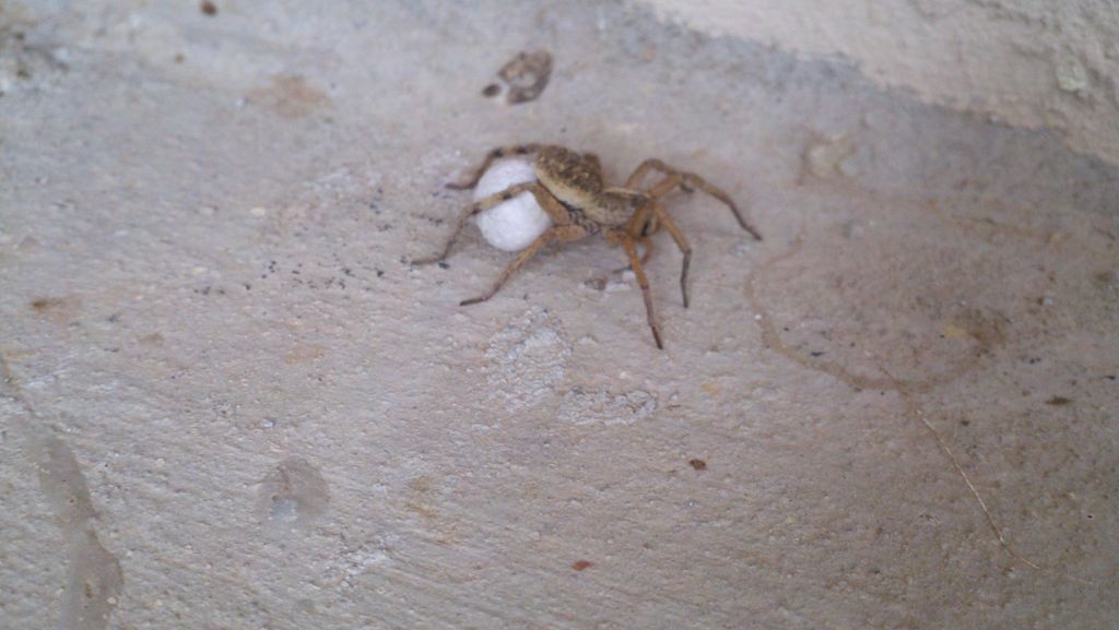 Wolf spider carrying its egg sack.