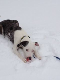 One of our favorite puppies experiencing his first