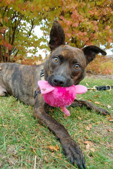 This staffy bull may look wild-eyed but he is a to