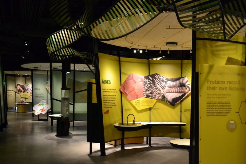 Utah Museum of Natural History, 4th floor wall pod