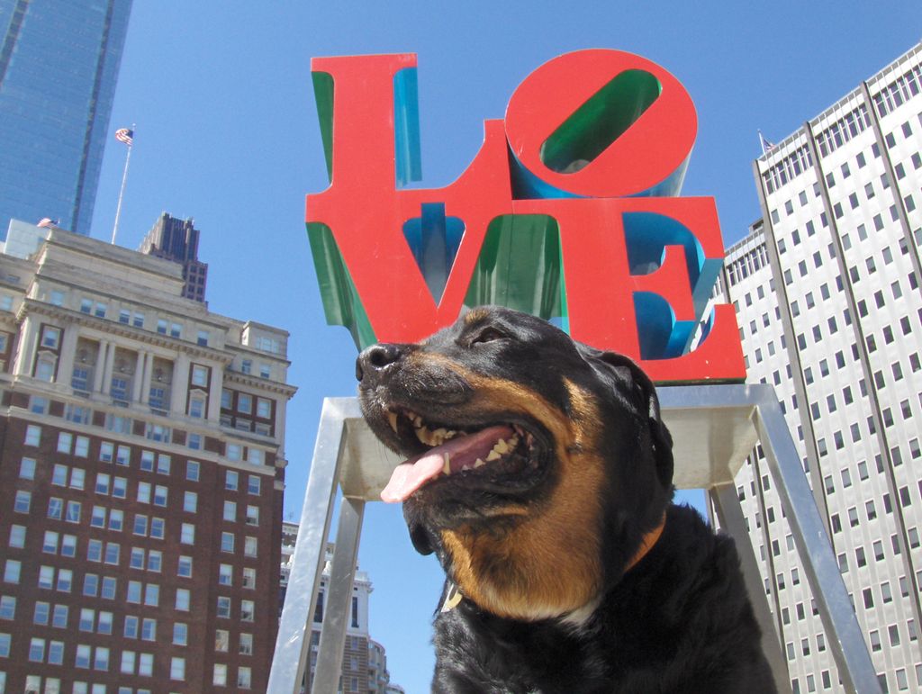 Give your dog a job and the enjoyment of life agai
