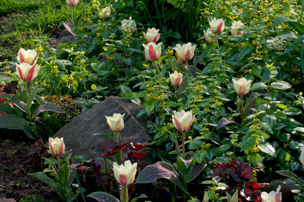 Spring combo garden