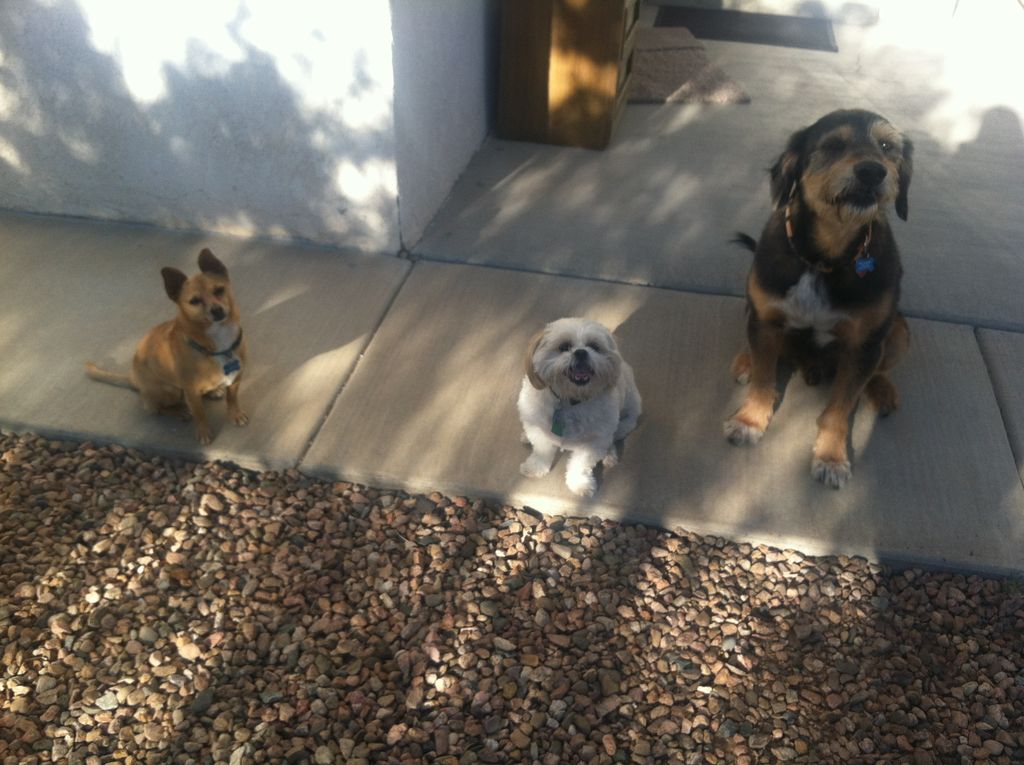 Meet Fenway and our dogs