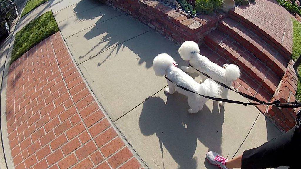 Two beautiful dogs that we walk in Corona Del Mar