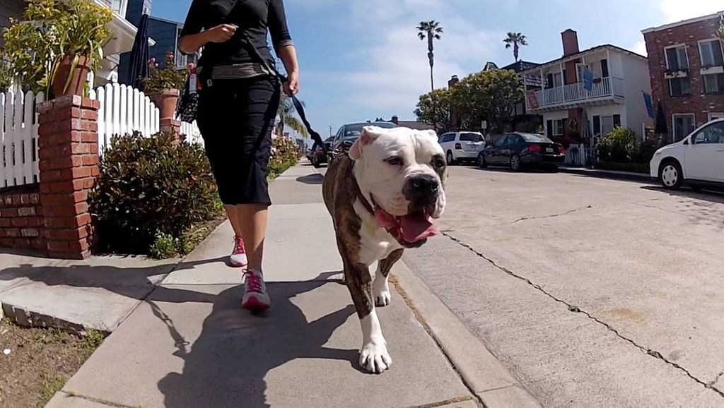This is Max, our Balboa Island Dog Walking buddy!