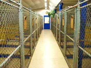 Large indoor roomy kennels