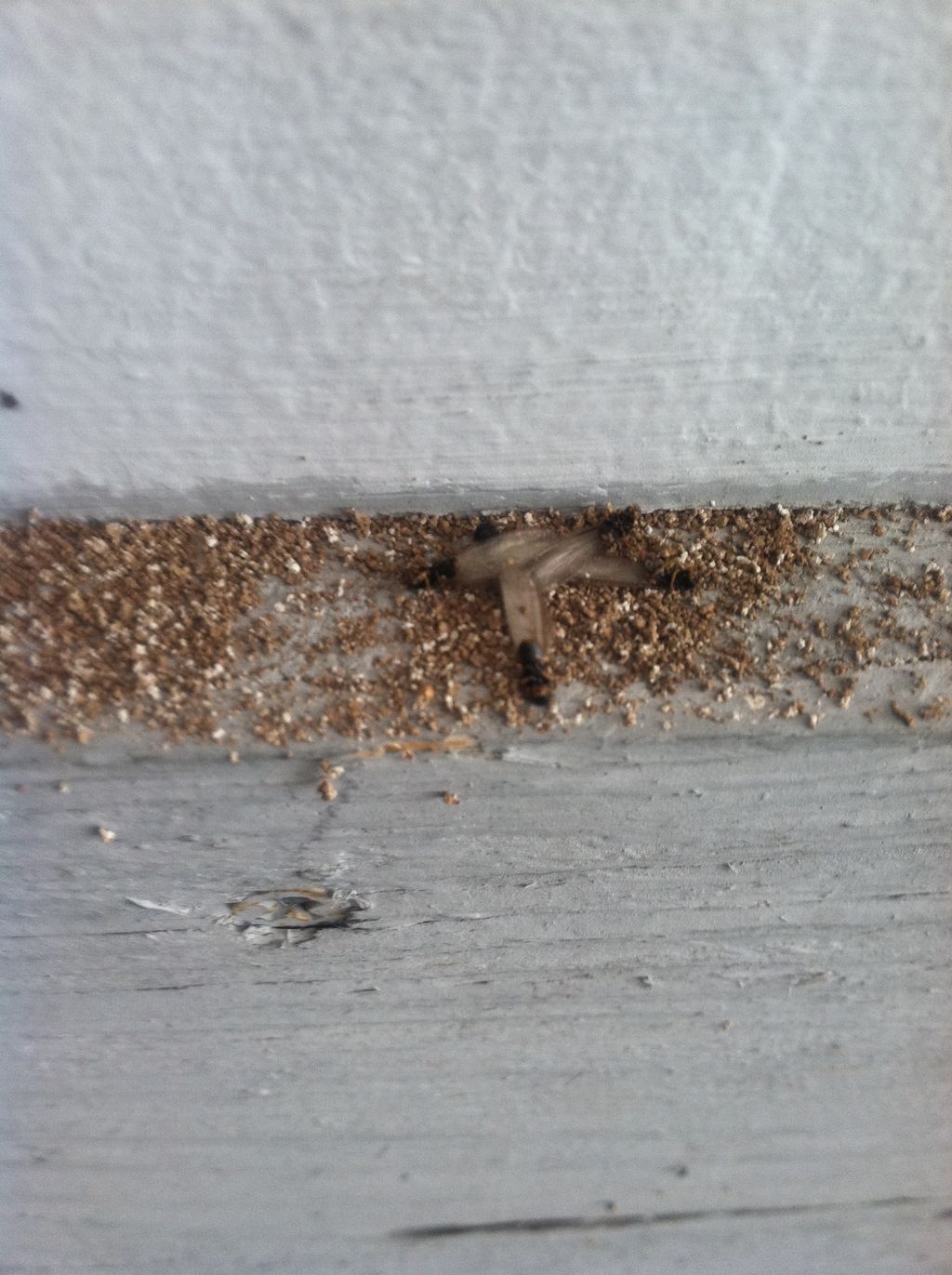 Termite swarmers
