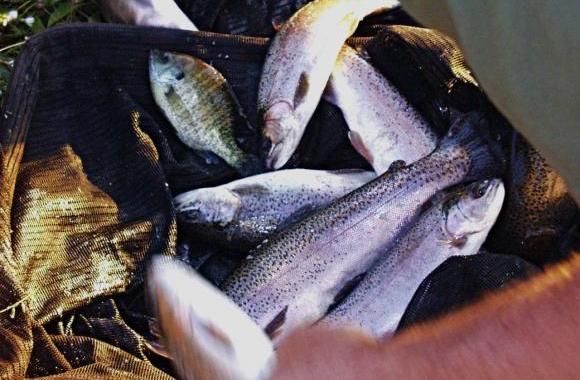 Fish are either #1 to you or learning is #1 - choo
