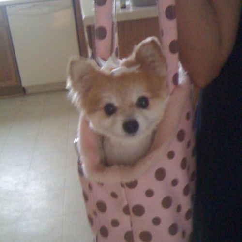 Princess in her purse.