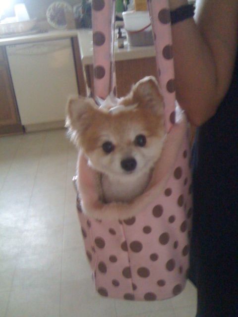 Princess in her purse.