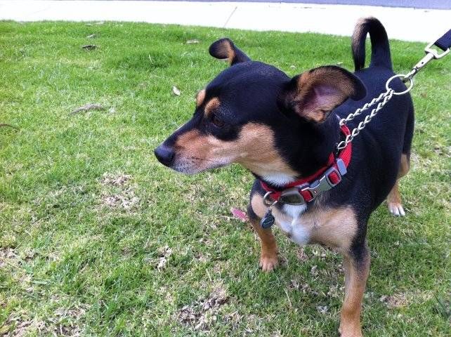 Newport Beach dog walking visit with Jackson